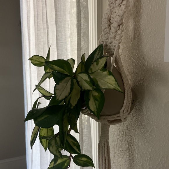 Macrame Wall Plant Holder with Iron Wall Hook - Picture 4 of 6